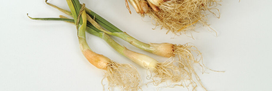 Several of our field-grown, spring dug onion plants shown on a white background.