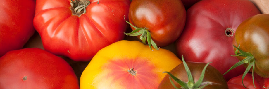 A mix of red, yellow, pink, and black tomatoes grown from Johnny's tomato seeds.