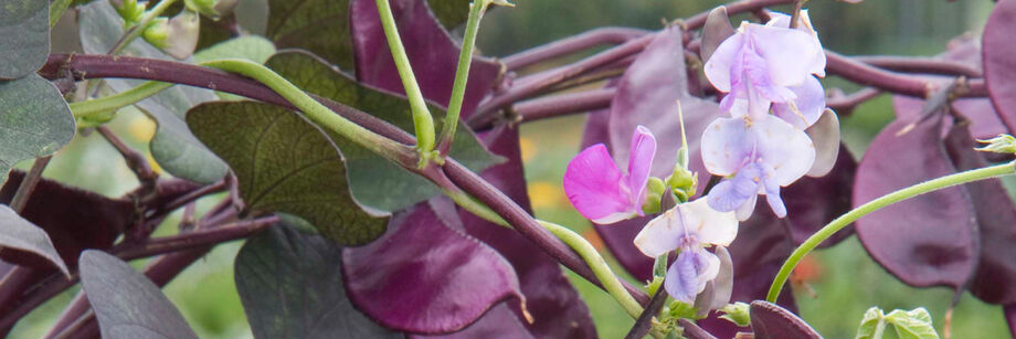 The purple pods and flowers of the hyacinth bean, shown growing in the field.