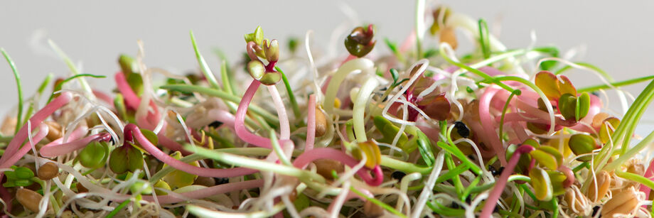A tangle of crisp-looking sprouts, in white, green, and with hints of pink, grown from our organic sprout seeds.