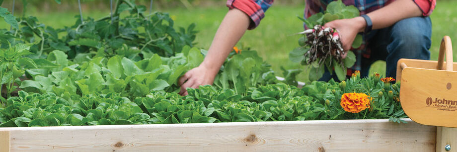 Person harvesting radishes from a cedar raised bed.