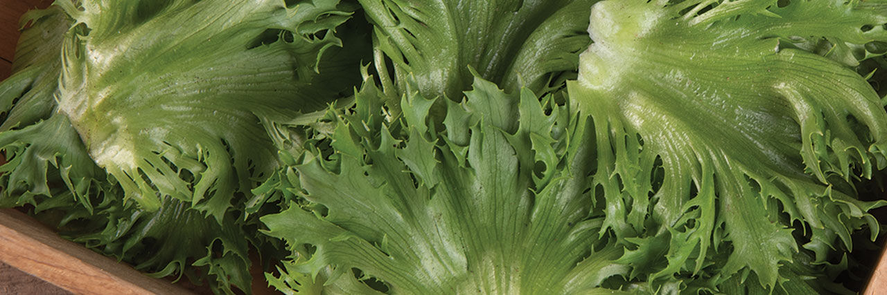 CrunchLeaf Lettuce Varieties | Johnny's Selected Seeds CrunchLeaf Lettuce Varieties | Johnny's Selected Seeds