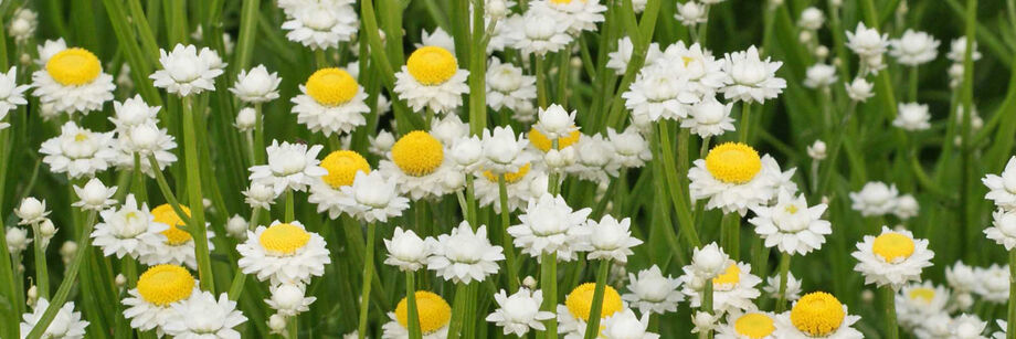 Ammobium flowers in the field. The blossoms are small and white with bright yellow centers.