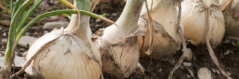 One of Johnny's onion varieties shown in the field: a tidy row of large, white onions.