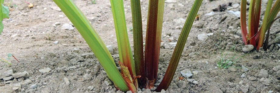 Rhubarb growing in the field.