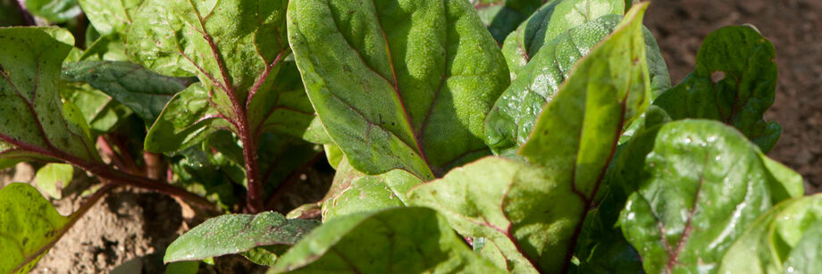 Red-veined smooth-leaf spinach in the field.