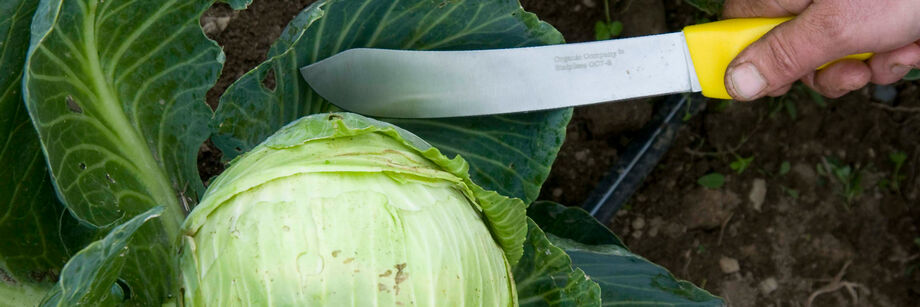 Person holding a harvest machete next to a head of cabbage.