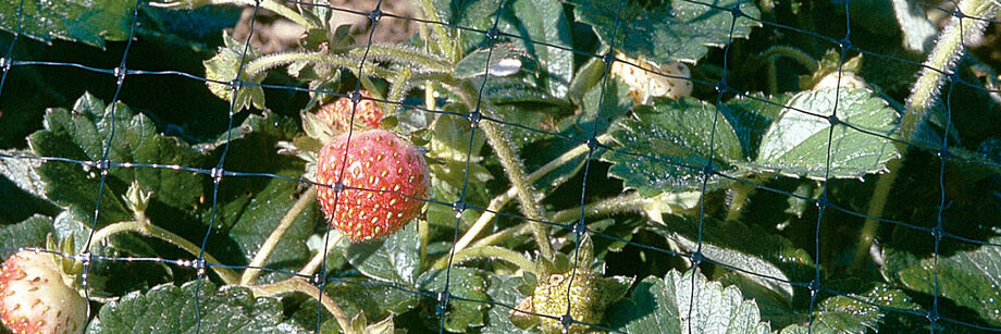 Strawberries protected by bird netting.