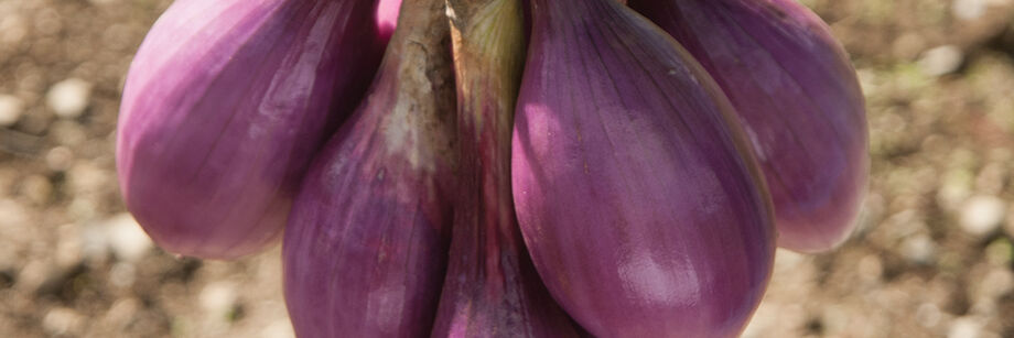 The large red oblong bulbs of one of our specialty onion varieties.