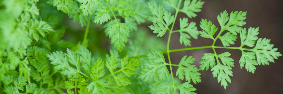 Close-up of green chervil leaves.