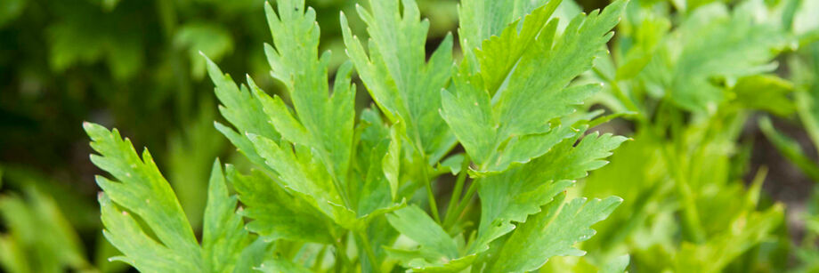 Close-up of lovage leaves.