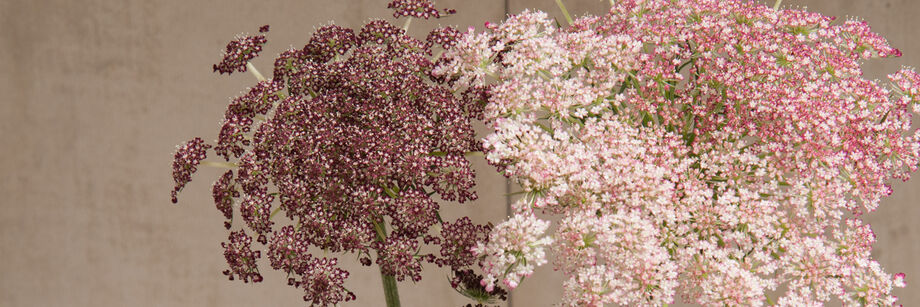 Bouquet of flowers grown from our False Queen Anne's Lace seeds.