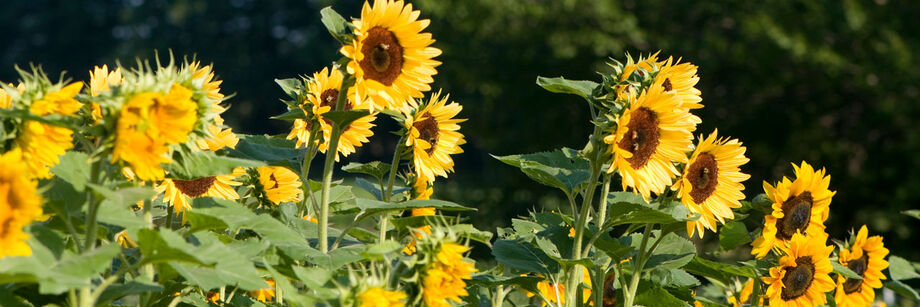 Tall single-stem sunflowers growing in the field.