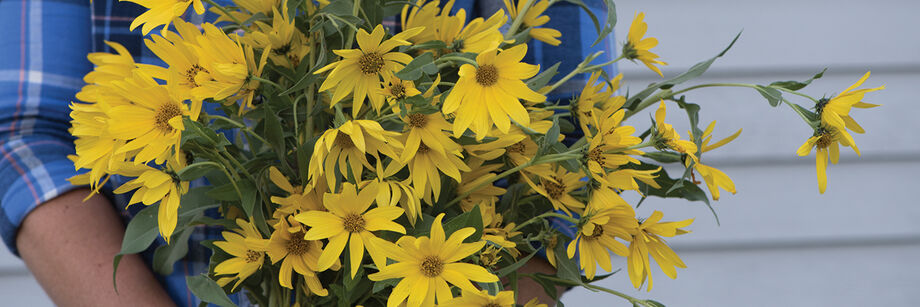 Person holding a bouquet of yellow perennial sunflowers.