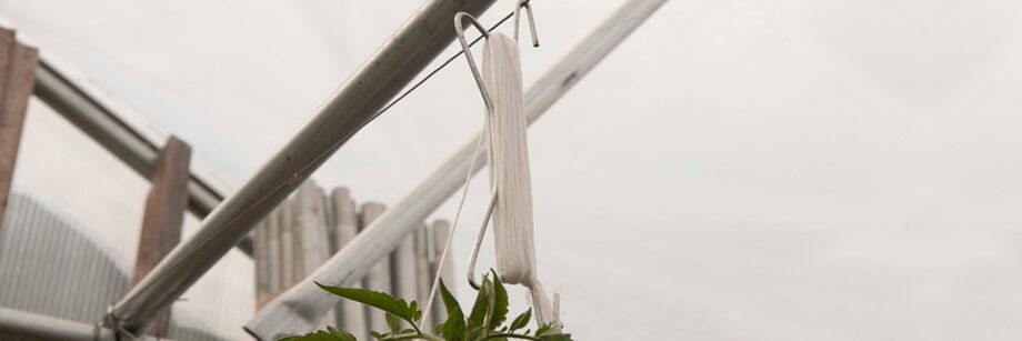 A metal tomahook, wrapped with white twine, and supporting a tomato plant.