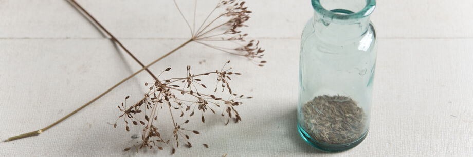 Two sprigs of caraway next to a jar partially filled with caraway seeds.