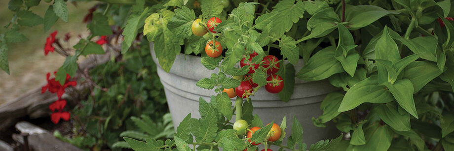 Cherry tomatoes growing in a pot.