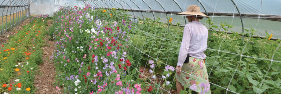 Person walking through a high tunnel along a row of flowering sweet peas support by trellis netting.