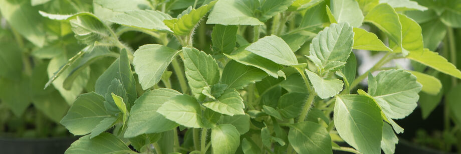 One of our Asian basil varieties growing in the field.