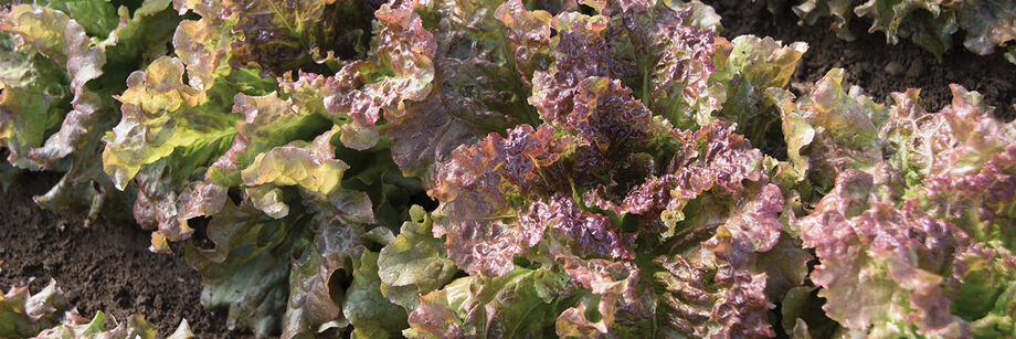 Red leaf lettuce growing in the field.