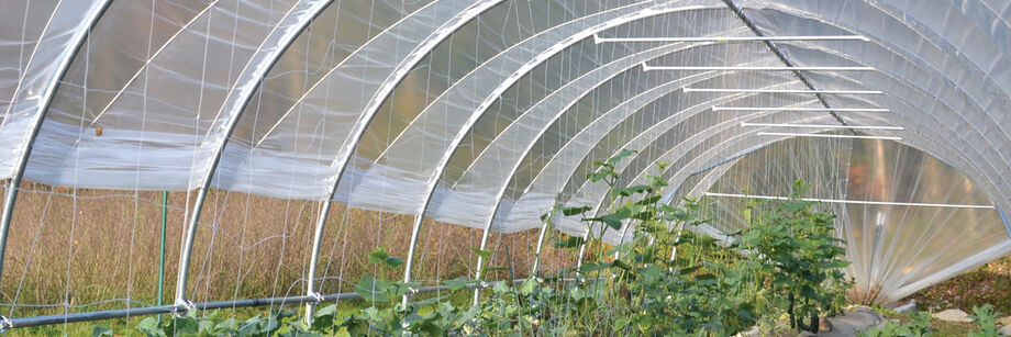 Crops growing in a high tunnel.
