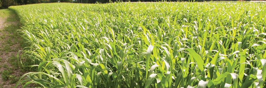 A thick growth of sudan grass cover crop in a large field.