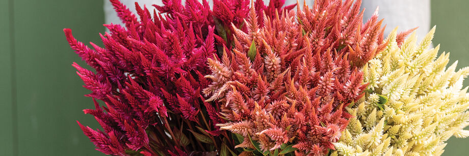 A bouquet of red, gold, and yellow Celway™ Series celosia.