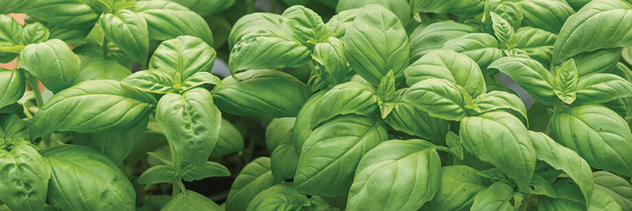 Close up of green basil leaves.