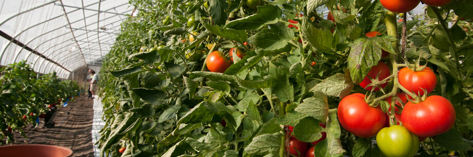 Tomatoes growing in a high tunnel.