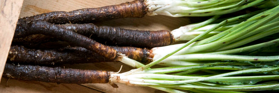 Several black scorzonera roots with tops attached.