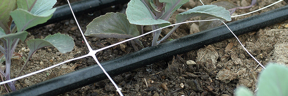 Close-up of the irrigation lines of one of our drip irrigation kits.