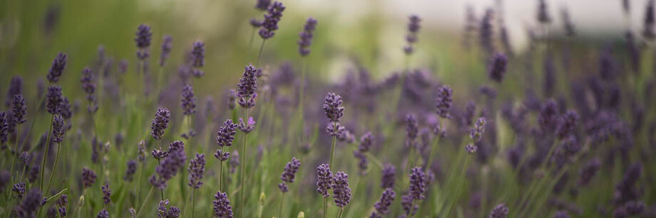 Lavender flowers in the field.