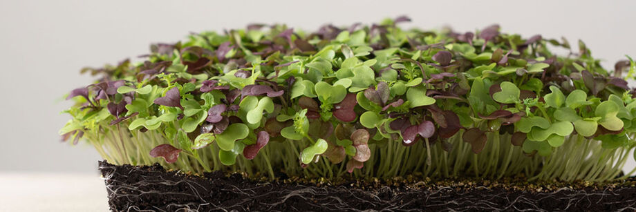Lush growth of red and green microgreens grown from one of our microgreen seed mixes.