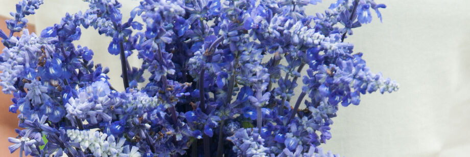 A bouquet of bright blue salvia flowers.