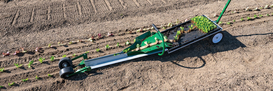 Person using the Paperpot Transplanter to transplant lettuce seedlings.
