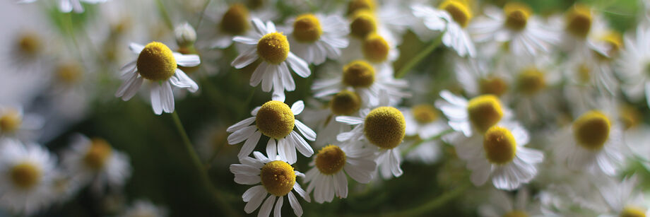 Close-up of chamomile flowers.