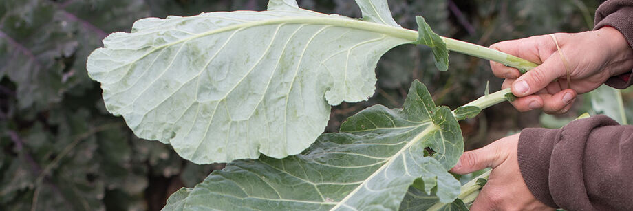 Person hold collard leaves in the field.