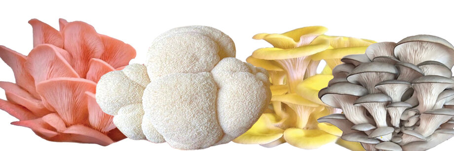 Four different mushroom types grown from indoor mushroom grow kits.