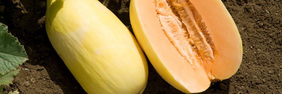 Two oblong crenshaw melons, one shown whole and one cut open to show the orange flesh.