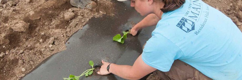 Person transplanting into black plastic mulch.