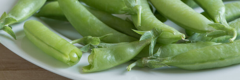 Pods of one of our snap pea varieties shown on a white plate.