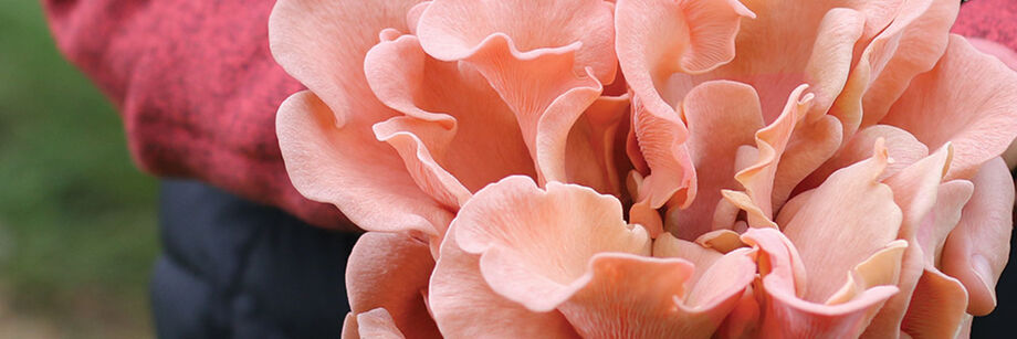 Pink Oyster Mushroom held in two hands.