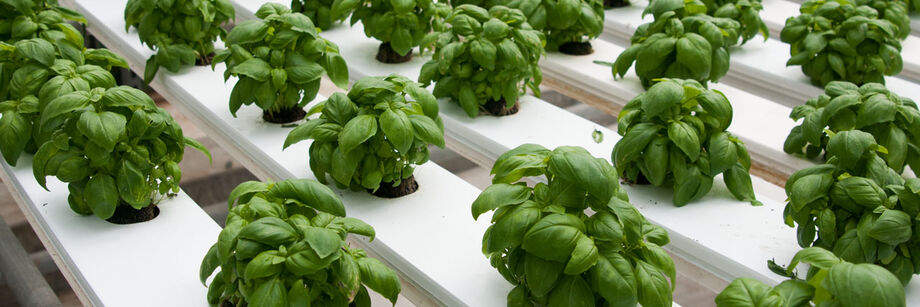 One of our basil varieties shown growing in a hydroponic system.
