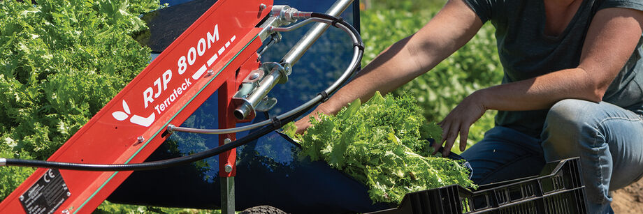 Person using our greens harvester to harvest baby lettuce.