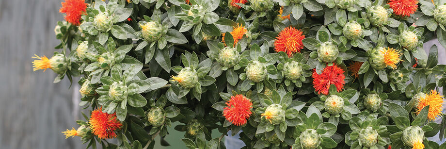 Close-up of a bouquet of Carthamus (safflower) showing coral and orange blooms.