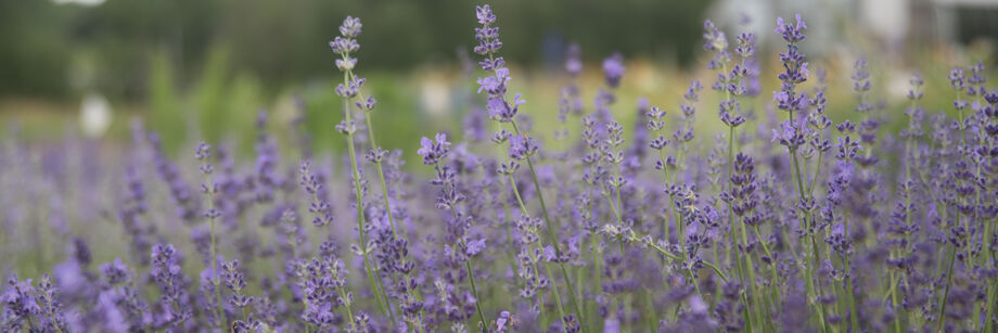 Lavender, one of the perennial flower varieties we offer, growing in the field.