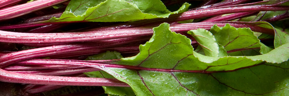 Close-up of beet greens.