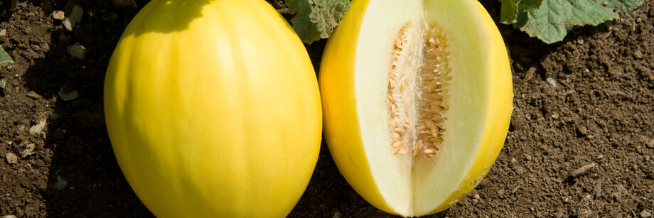 Two round, yellow canary melons shown in the field. One is whole and one is cut open to show the white flesh.