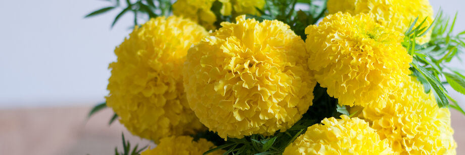 A bouquet of bright yellow giant marigold flowers.