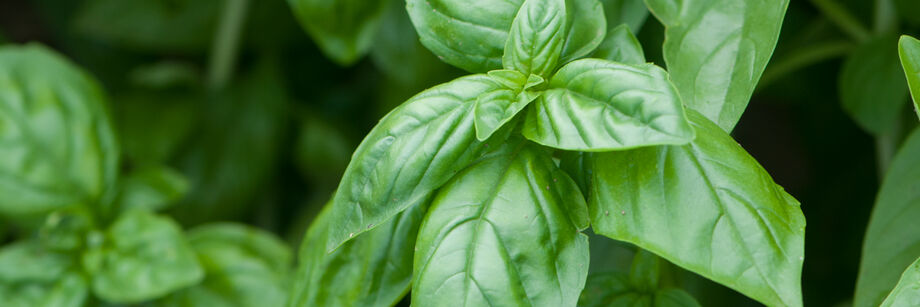 Close-up of one of our green basil varieties.